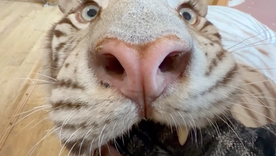 很好奇有没有别的小猫能完成