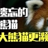 被遗忘的小熊猫：比大熊猫更濒危，名字误导了所有人