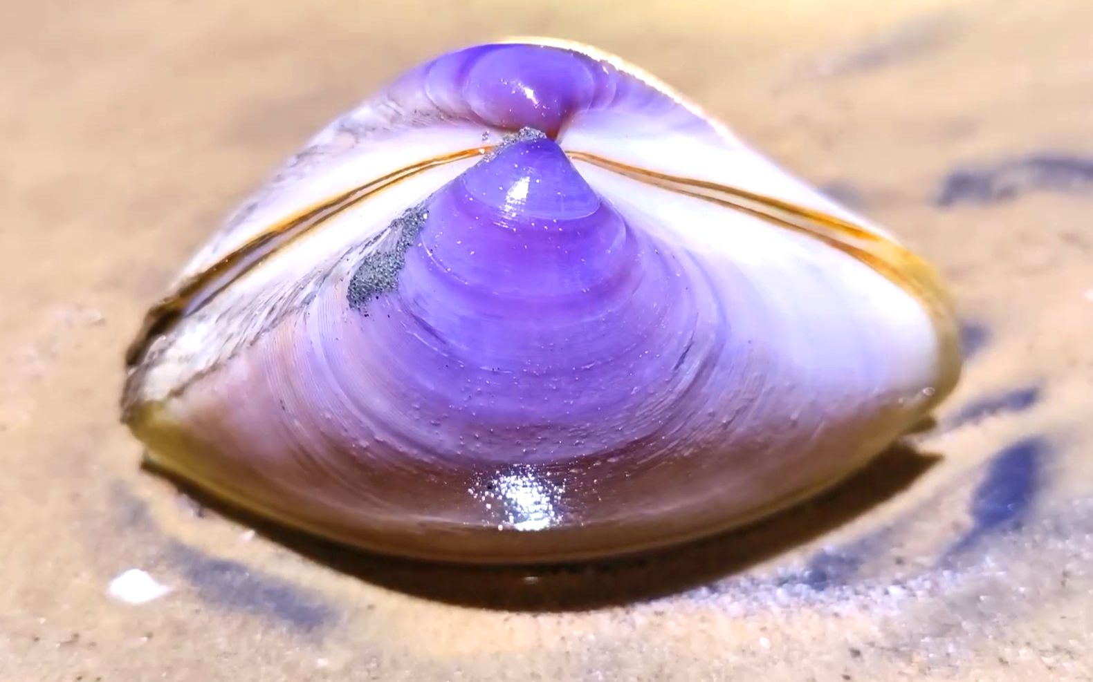 隐秘沙滩贵妃蚌，紫色外壳很是漂亮，今天就为它来赶海