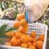 中国柑橘产业数字化、信息化、智能化是如何带领赣南脐橙走上逆袭之路的？