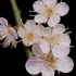 【原创】【延时摄影】每天来看一朵花开 梅/江梅
