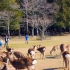 【奈良小故事】01：日本奈良特別活動 鹿寄せ