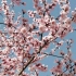 请您欣赏《春之歌》，享受春色满园愉悦心情