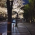 【超清日本】【东京】【2019 樱花】【步行】【夜樱】六本木