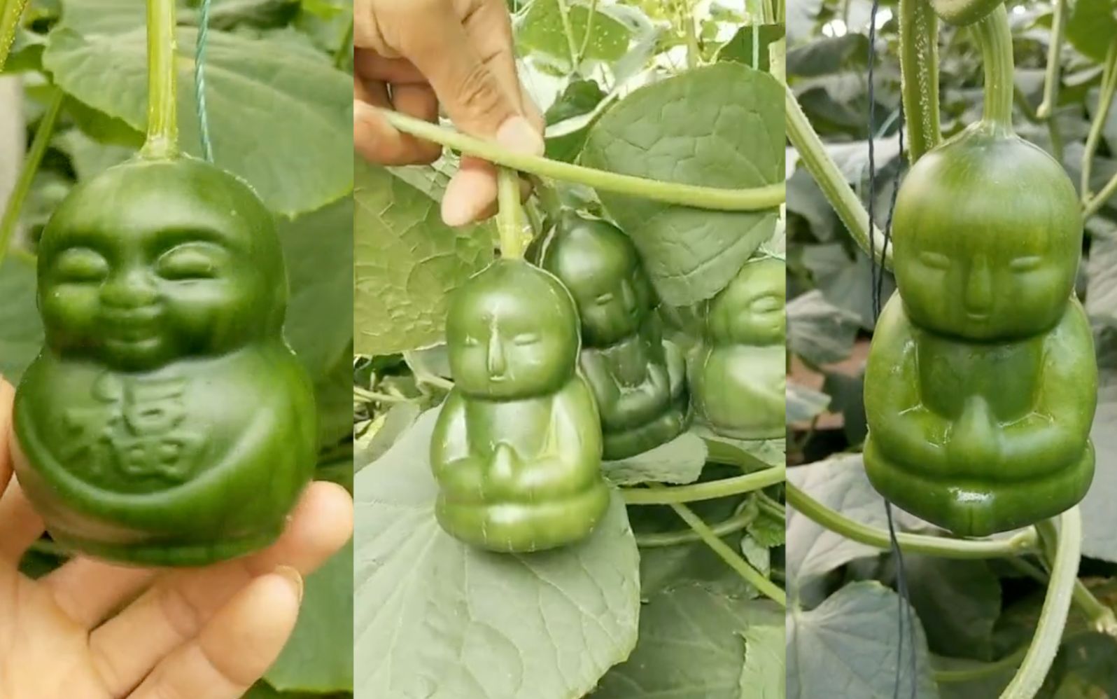 【人形黄瓜】黄瓜切掉一半再套模具