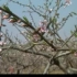 桃树种植技术 桃树种植一点通 如何栽培桃树教程