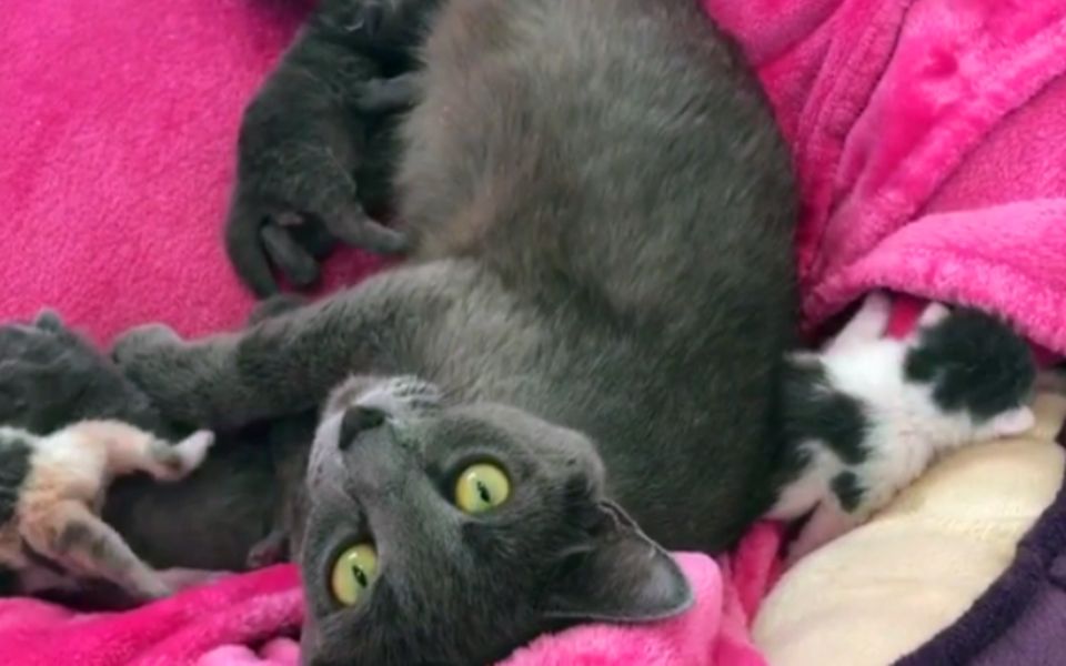宠物猫的全部相关视频_bilibili_哔哩哔哩弹幕视频网