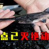盘点被人类吃到灭绝的动物，从50亿只到1只不剩，仅用百年时间