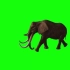 高清，大象，长毛象绿幕视频素材，无水印