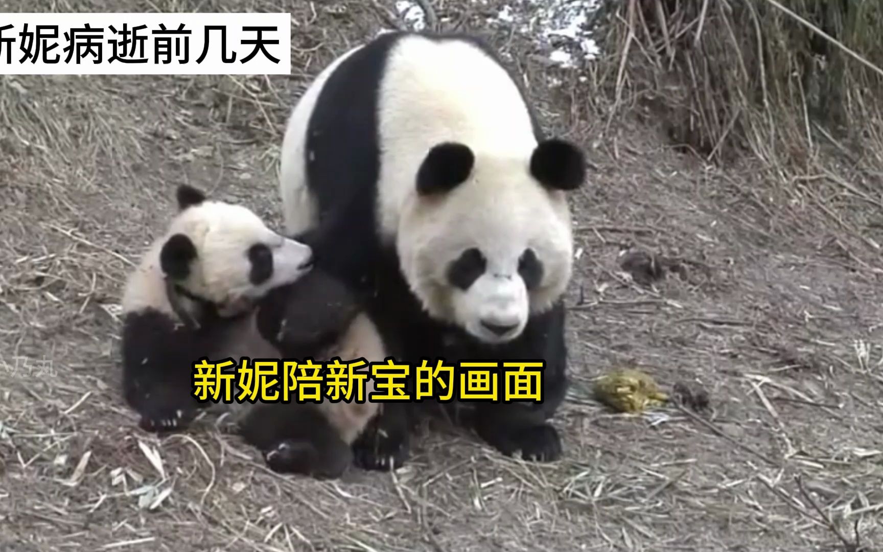 妈妈病逝前最后的时光-大熊猫新小野和妈妈新妮