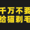夏天到了，千万别给猫剃毛