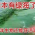 揭秘日本核污染的惊人影响:绿海诞生！