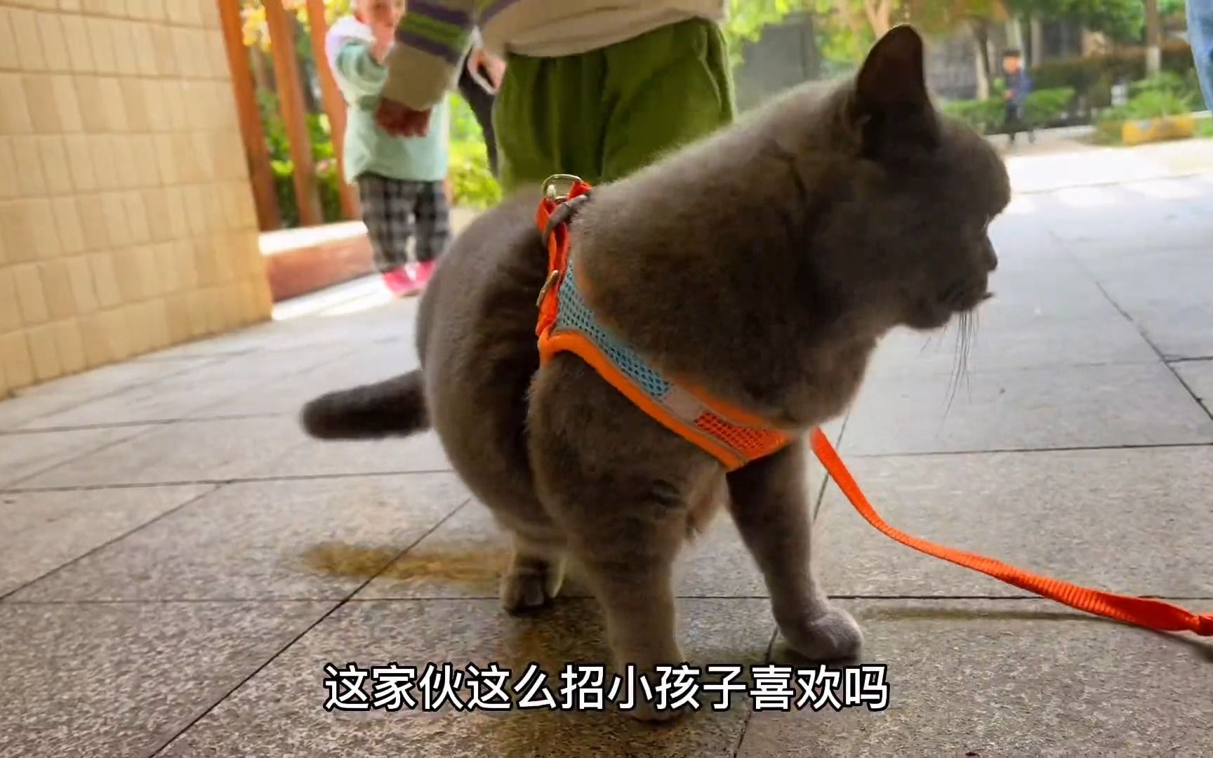 这个猫咪背心式牵引绳真的好用吗？