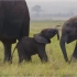 小象的声音能有多奶，听一秒直接融化！
