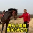 养马小哥刘大刚骑乘肩高1.65的大公马没跑起来，还上不去这个马嘞