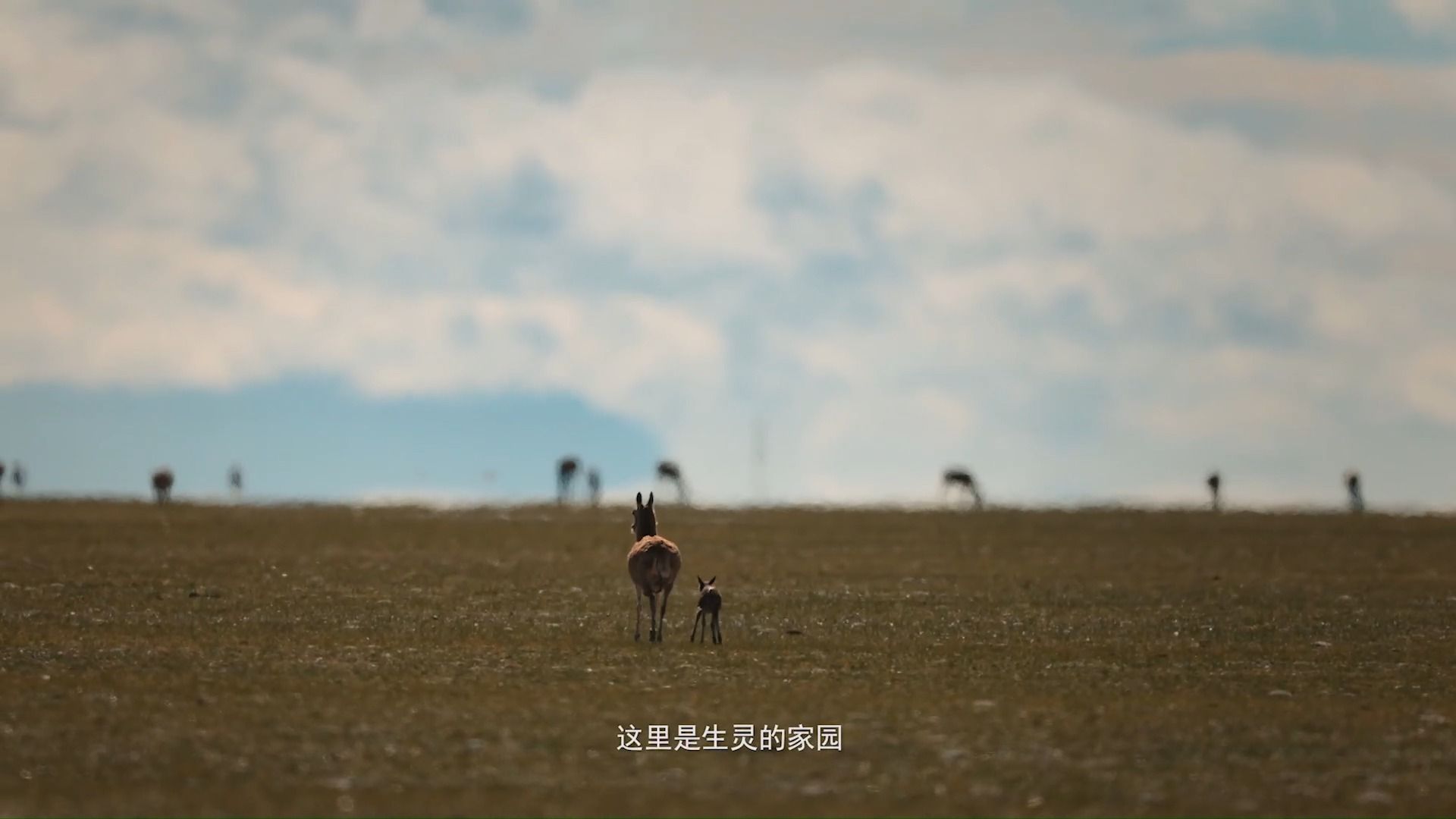 羌塘国家级自然保护区，“野生动物的乐园”