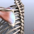 【搬运】肩部解剖动画教程【Shoulder Anatomy Animated Tutorial】