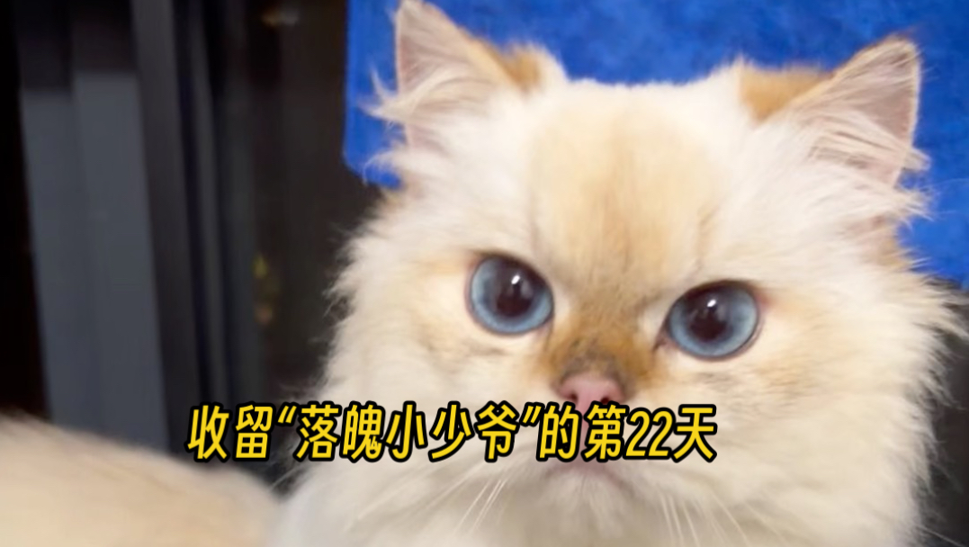 收留“落魄小少爷”的第22天
