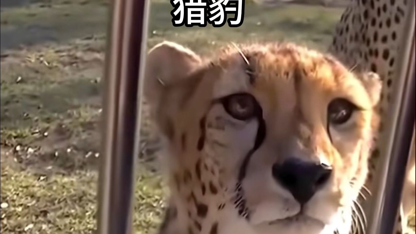 声音和外表不符的动物