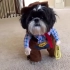 狗狗合辑 穿戏服的狗搞笑视频