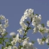 【空镜头】 植物樱花春天蓝天花朵 视频素材分享
