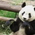 【自然传奇】大熊猫的疯狂行为（节选＋完整版）