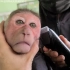带猴子去理发店剃头，你看把猴子吓的，猴哥嘴巴都歪了