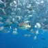 中国潜水达人，在仙本那海底用镜头记录了鱼群风暴！