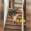 我家小吉在18斤重的猫猫面前时的样子