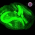 实验室美学，小鼠完整大脑高分辨率3D荧光成像，获得神经元胞体空间分布