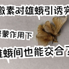 外激素作用下  雄蛾间也能交合？！  性信息素对家蚕雄蛾的引诱实验