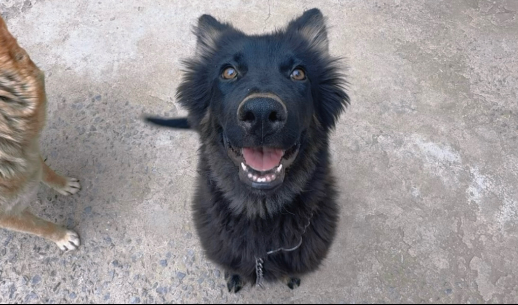 网购了一只德国牧羊犬，还是有点小聪明的