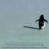 【孤独的企鹅】《在世界尽头相遇》 中的企鹅自杀片段，一只企鹅离开大部队，义无反顾地向群山走去，漫漫长路，等待着它的只有死