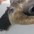 哥斯达黎加#海龟鼻子被插入根十公分的吸管#海上救援队#8分钟未删节#720P高清中文字幕
