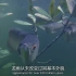 【动物王国】龙鱼（1080p）