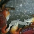 小螃蟹的残忍掠杀时刻（2）