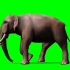 绿幕素材大象特效素材