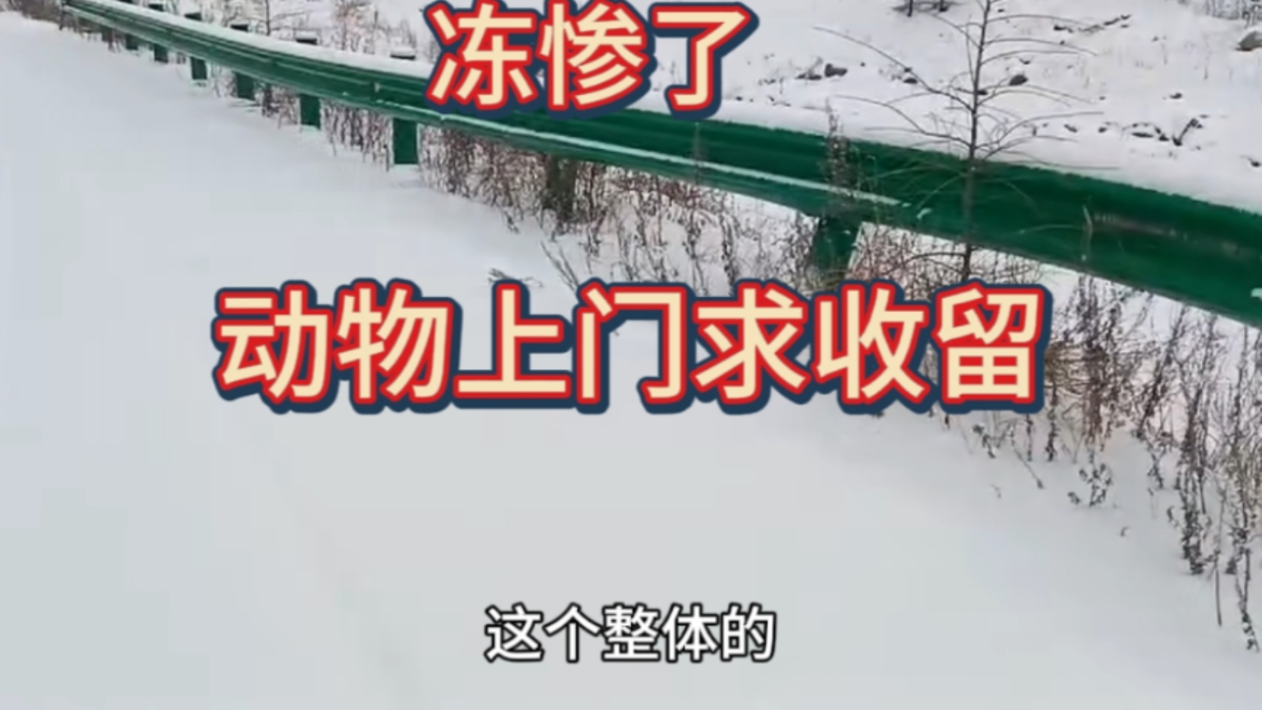 被零下三四十度冻惨了，野生动物都上门来求收留了