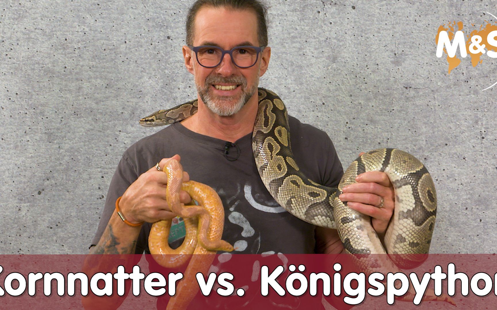 Reptiltv-玉米蛇和球蟒哪个更适合新手饲养？