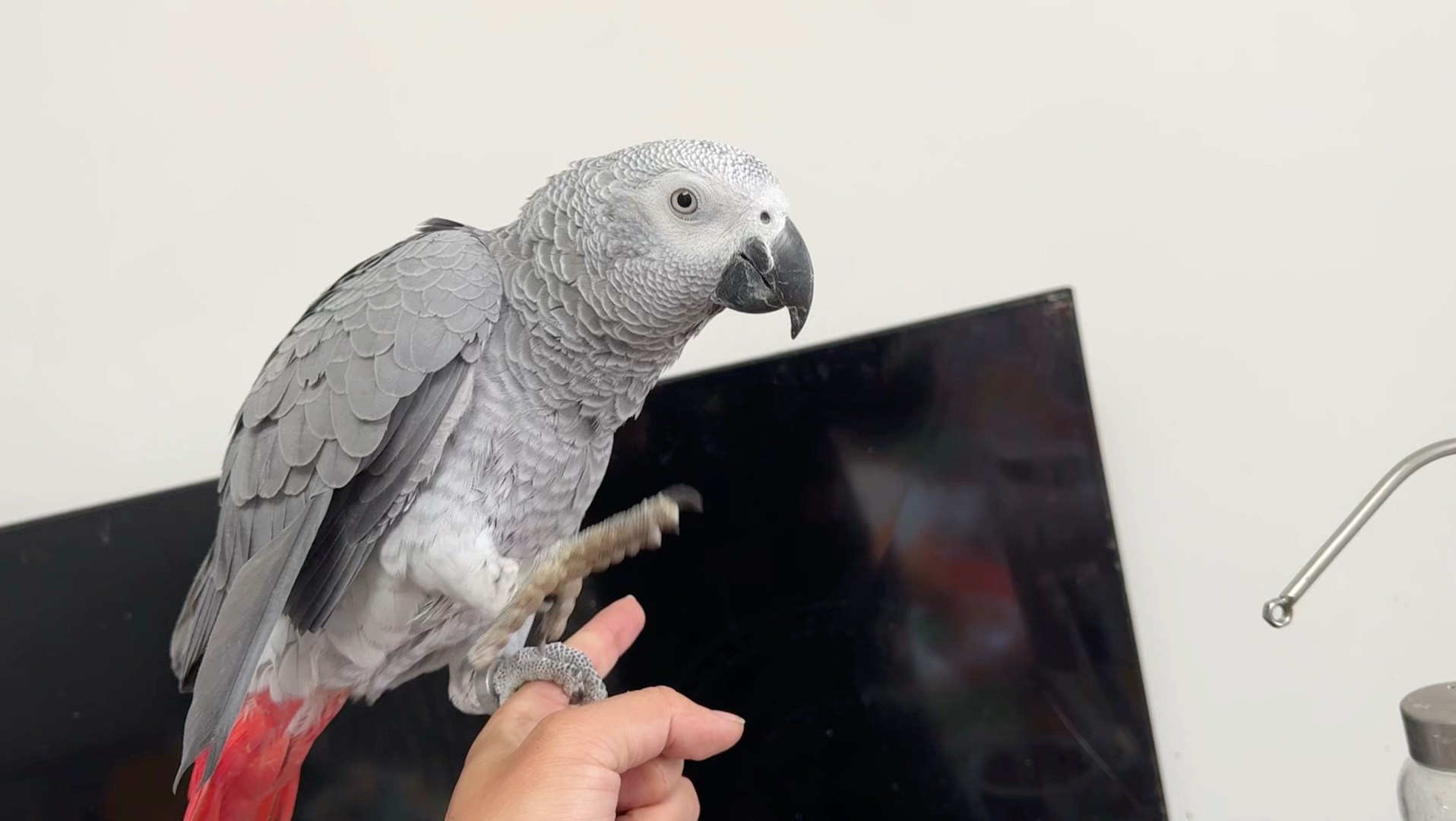 2000多的电视机被它咬烂了