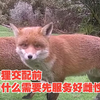 狐狸交配前，为什么需要先服务好雌性
