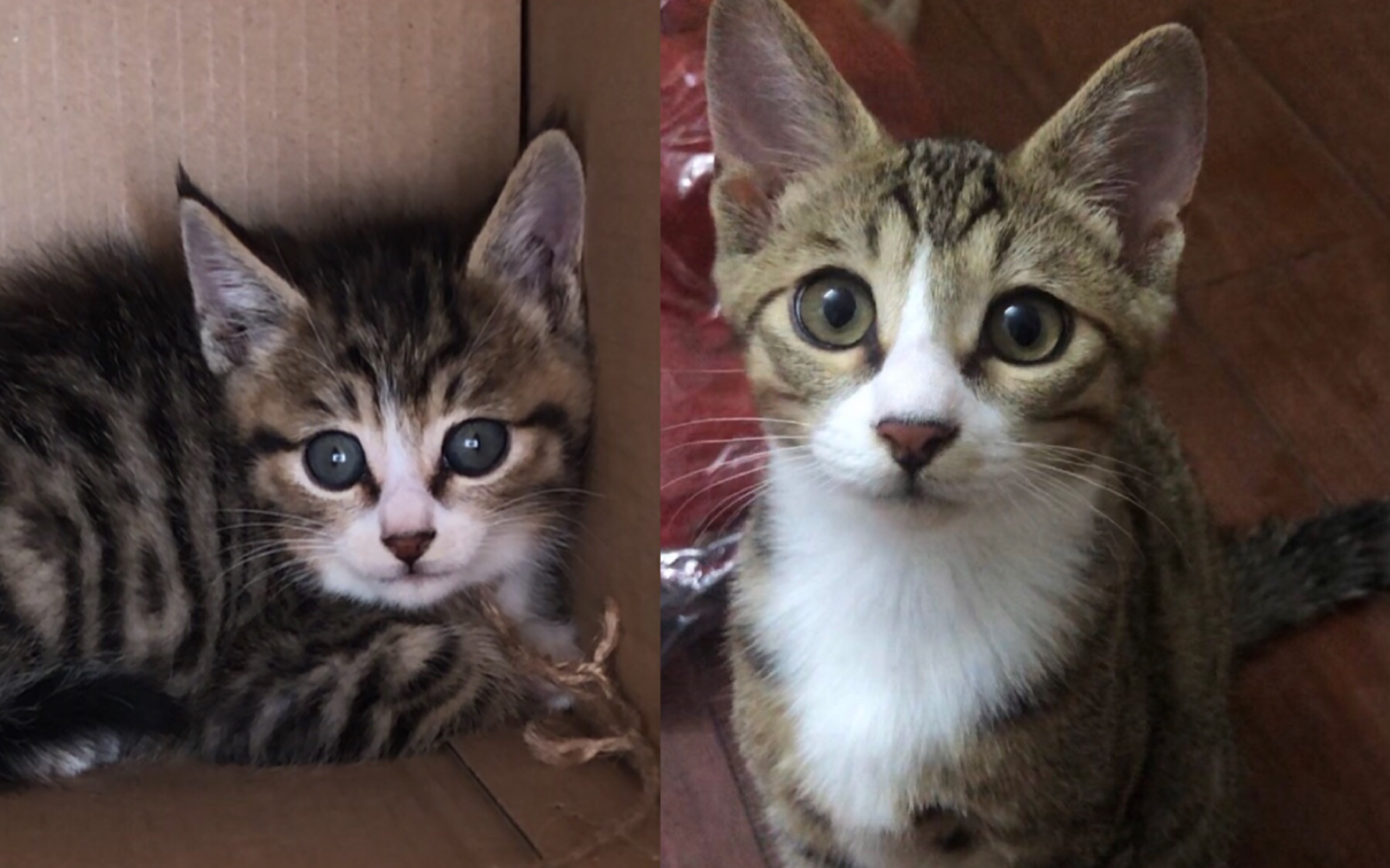 捡猫两个多月，病娇猫哥哥的变化！