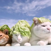 猫叔三兄弟齐卖萌 太可爱了