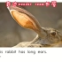 13 Animal Ears