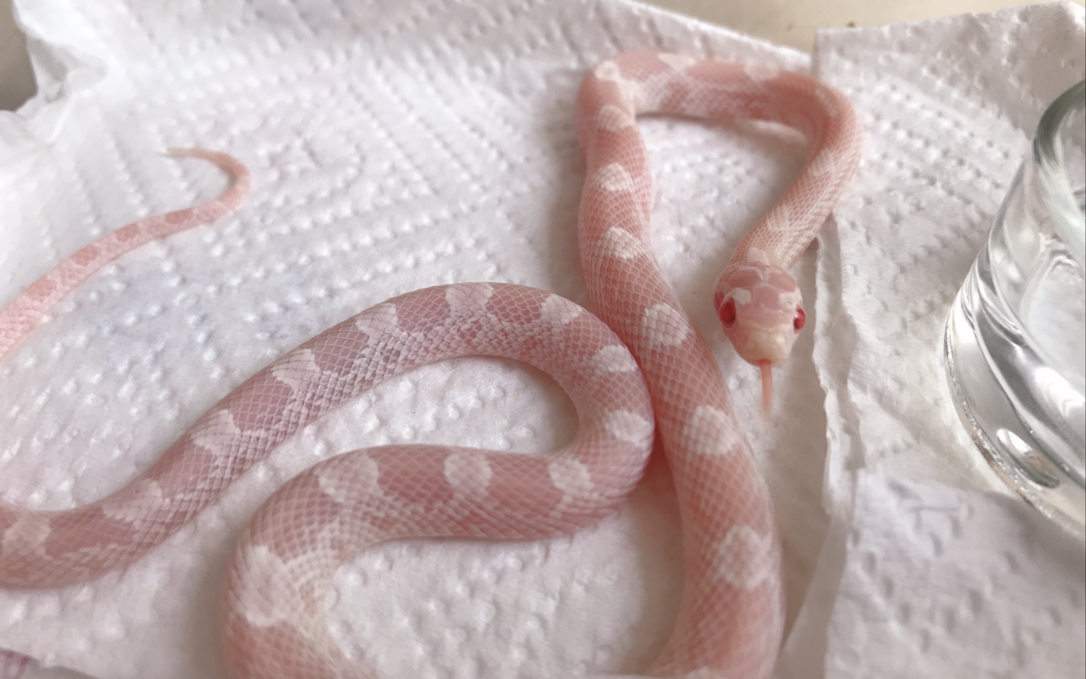 玉米蛇粉嫩小妹和豹纹小妹开箱