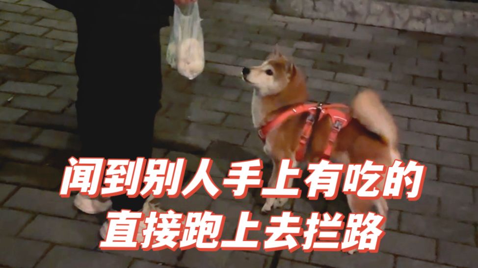 不要脸的狗先享受世界