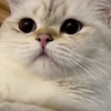 嘿嘿嘿小猫咪～就算你叫破喉咙也不会有姨姨会来救你哦