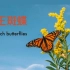自然-帝王斑蝶壮观景象（Watch a Breathtaking Monarch Butterfly Swarm）
