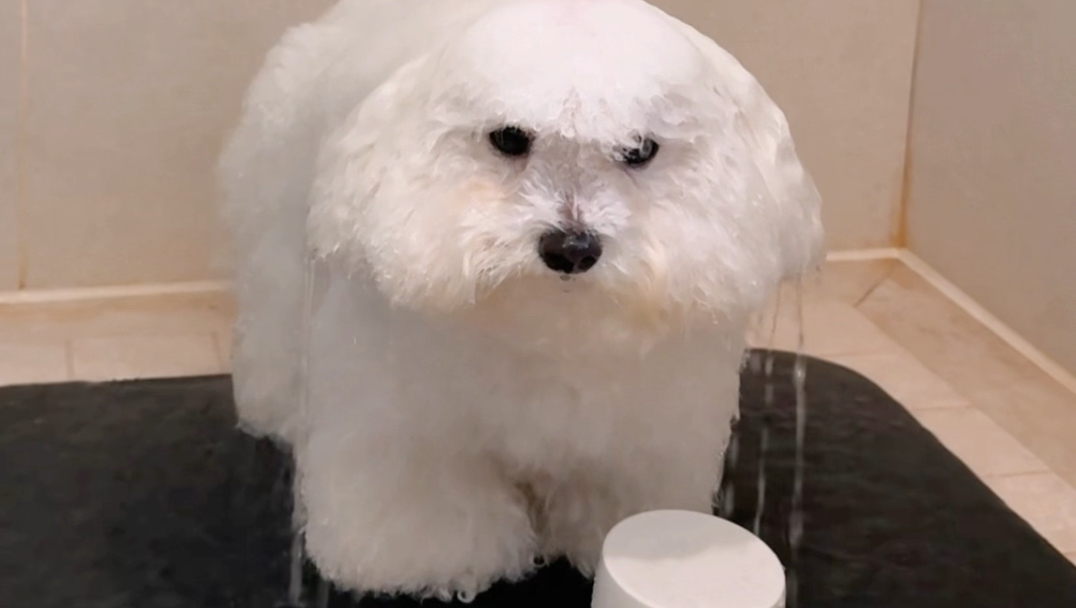 小狗：就让这大雨全都落下～