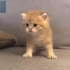 不愧是最贵宠物猫，金渐层小橘猫表演“狮吼”简直要萌化了！